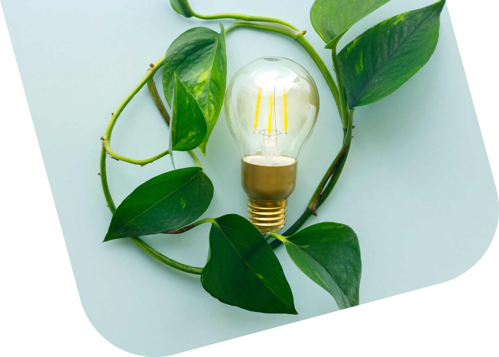 Elektros lemputės ir žalio augalo kompozicija